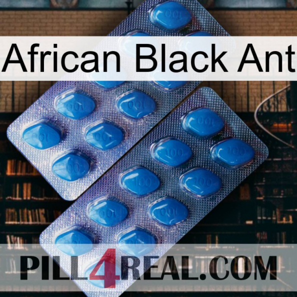 African Black Ant viagra2.jpg